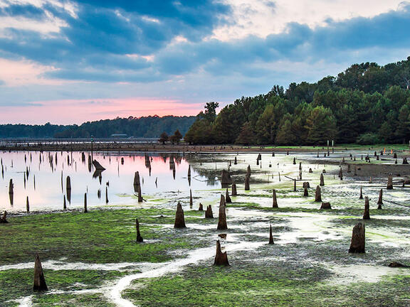 Press Portal - Lake D'Arbonne State Park